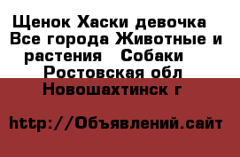 Щенок Хаски девочка - Все города Животные и растения » Собаки   . Ростовская обл.,Новошахтинск г.